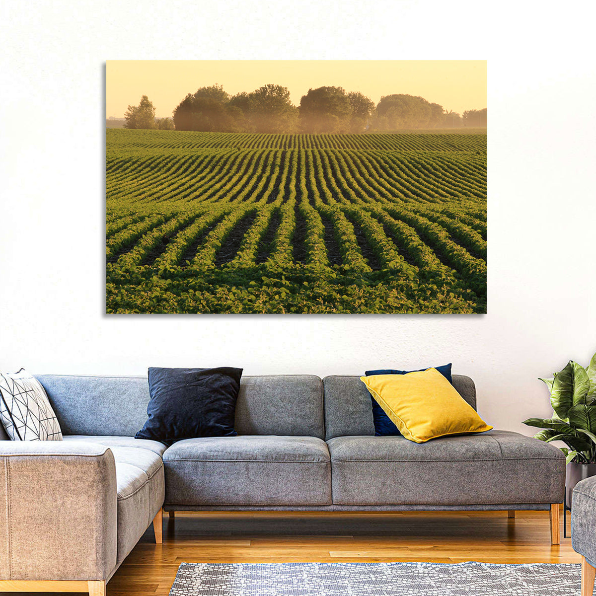 Misty Soybean Field at Dusk Wall Art