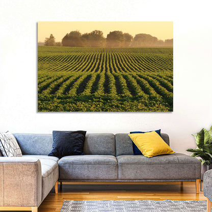 Misty Soybean Field at Dusk Wall Art