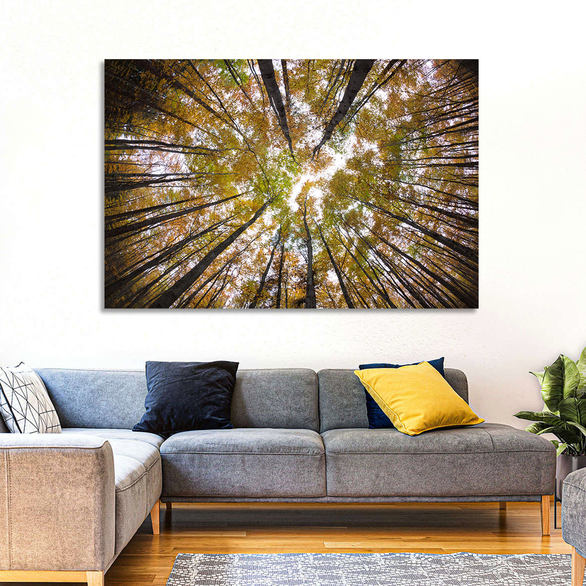 Autumn Forest Canopy Looking Up Wall Art in a room, landscape
