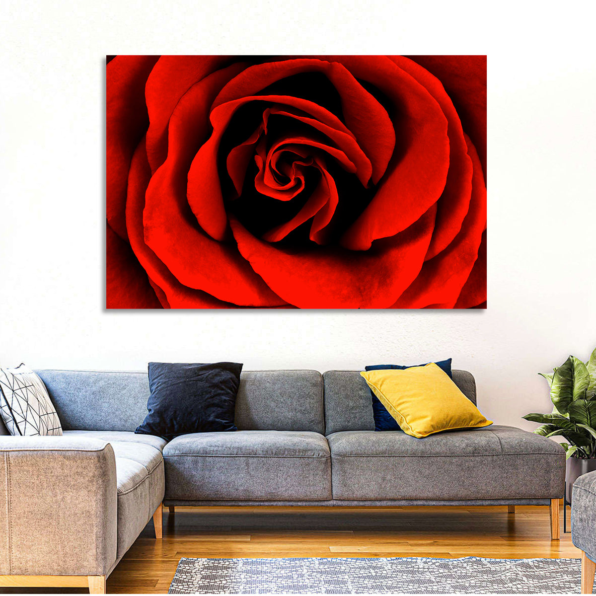 Velvety Red Rose Close-up Wall Art