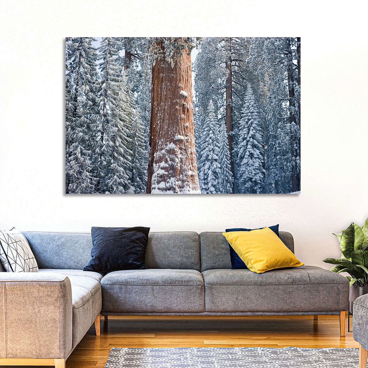 Winter Giant Sequoia in Snowy Forest Wall Art in a room, landscape