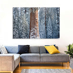 Winter Giant Sequoia in Snowy Forest Wall Art