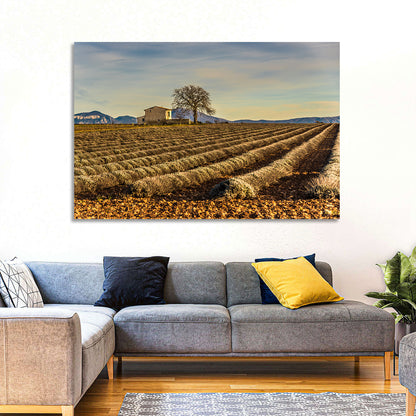 Rustic Provence Lavender Rows at Golden Hour Wall Art