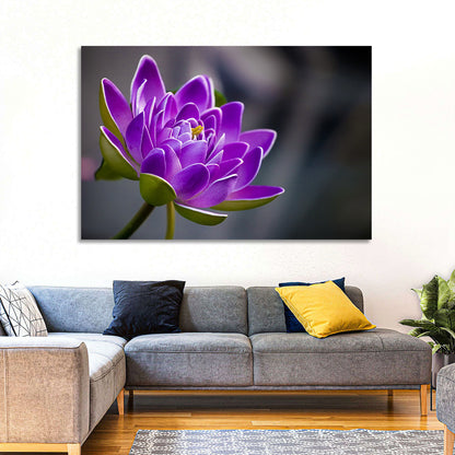 Purple Water Lily Close-up Wall Art
