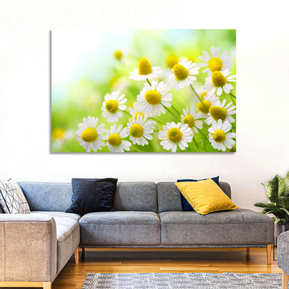 Chamomile Close-up Wall Art
