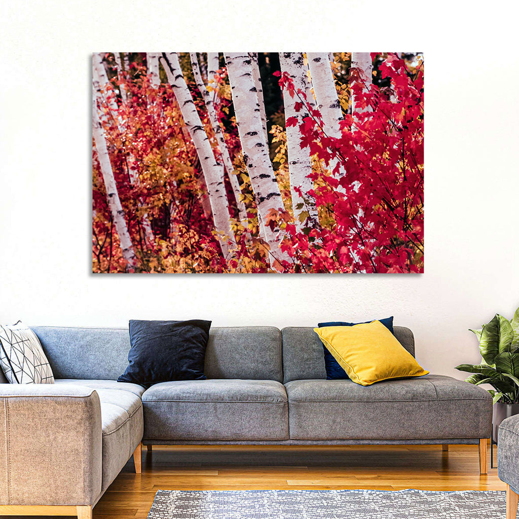 Autumn Birches with Crimson Maples Wall Art