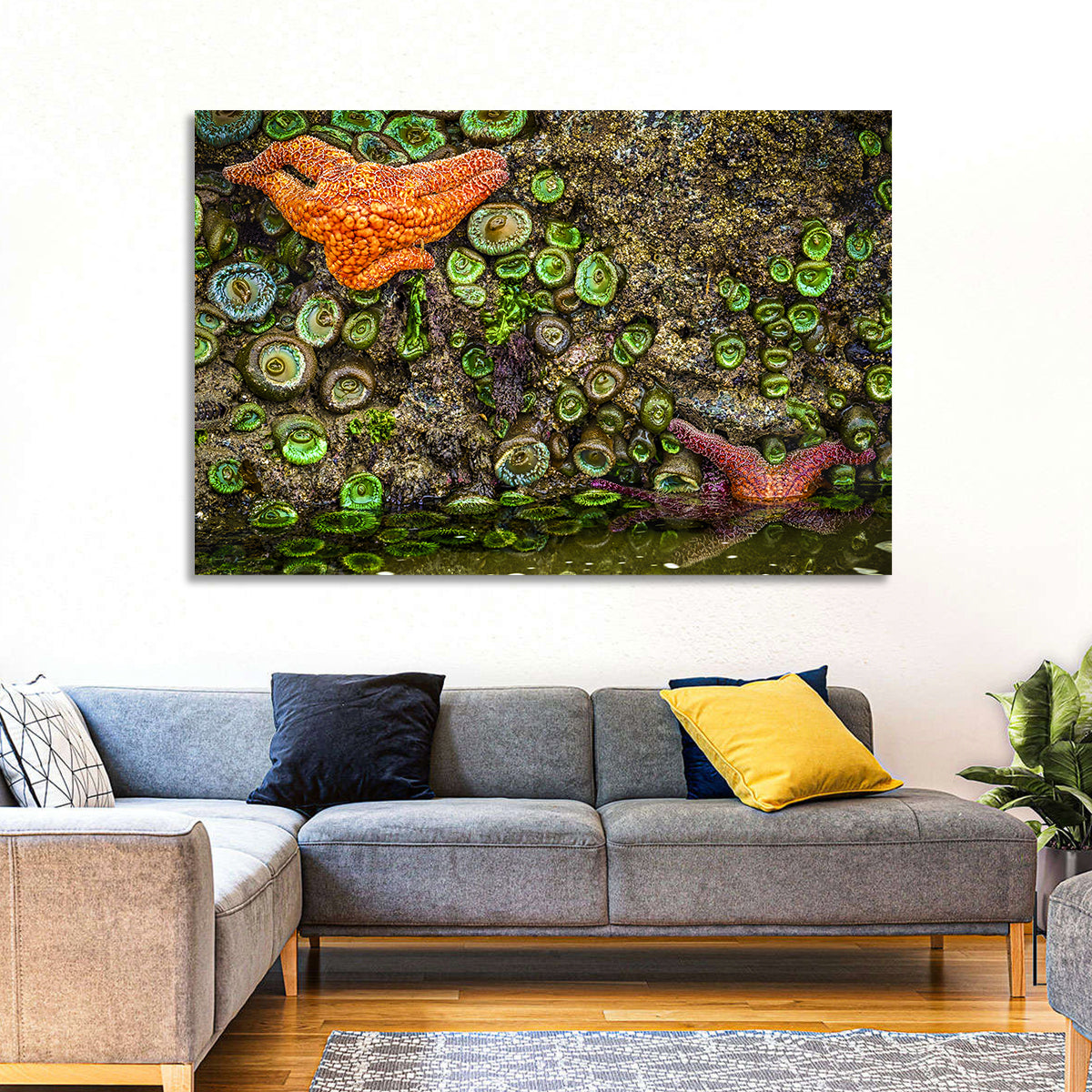 Orange Starfish Tide Pool Wall Art