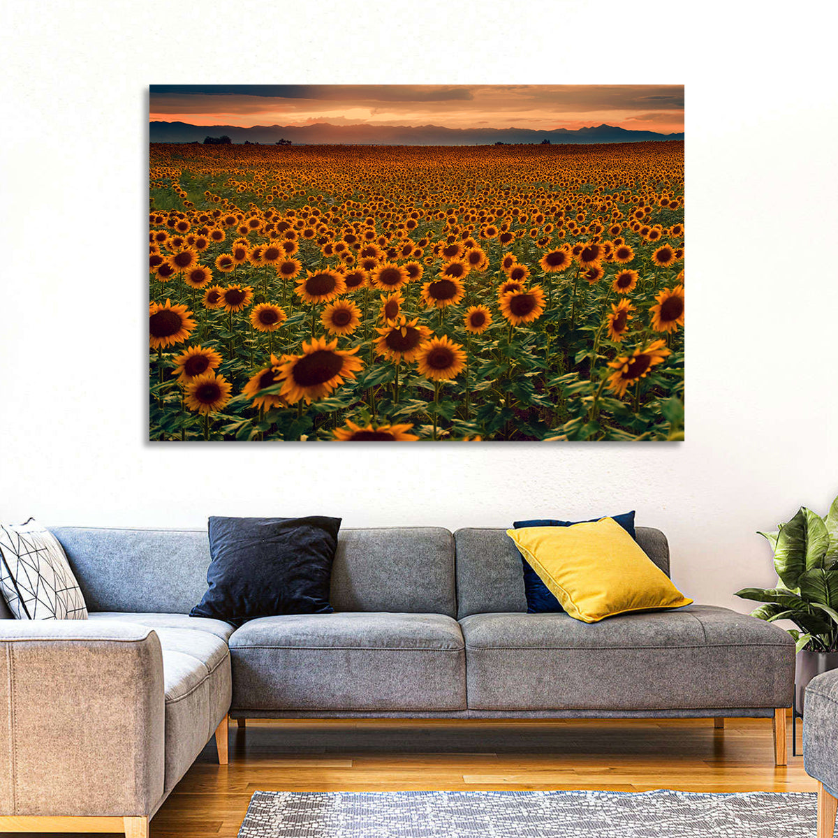 Colorado Sunflower Field at Sunset Wall Art in a room, landscape
