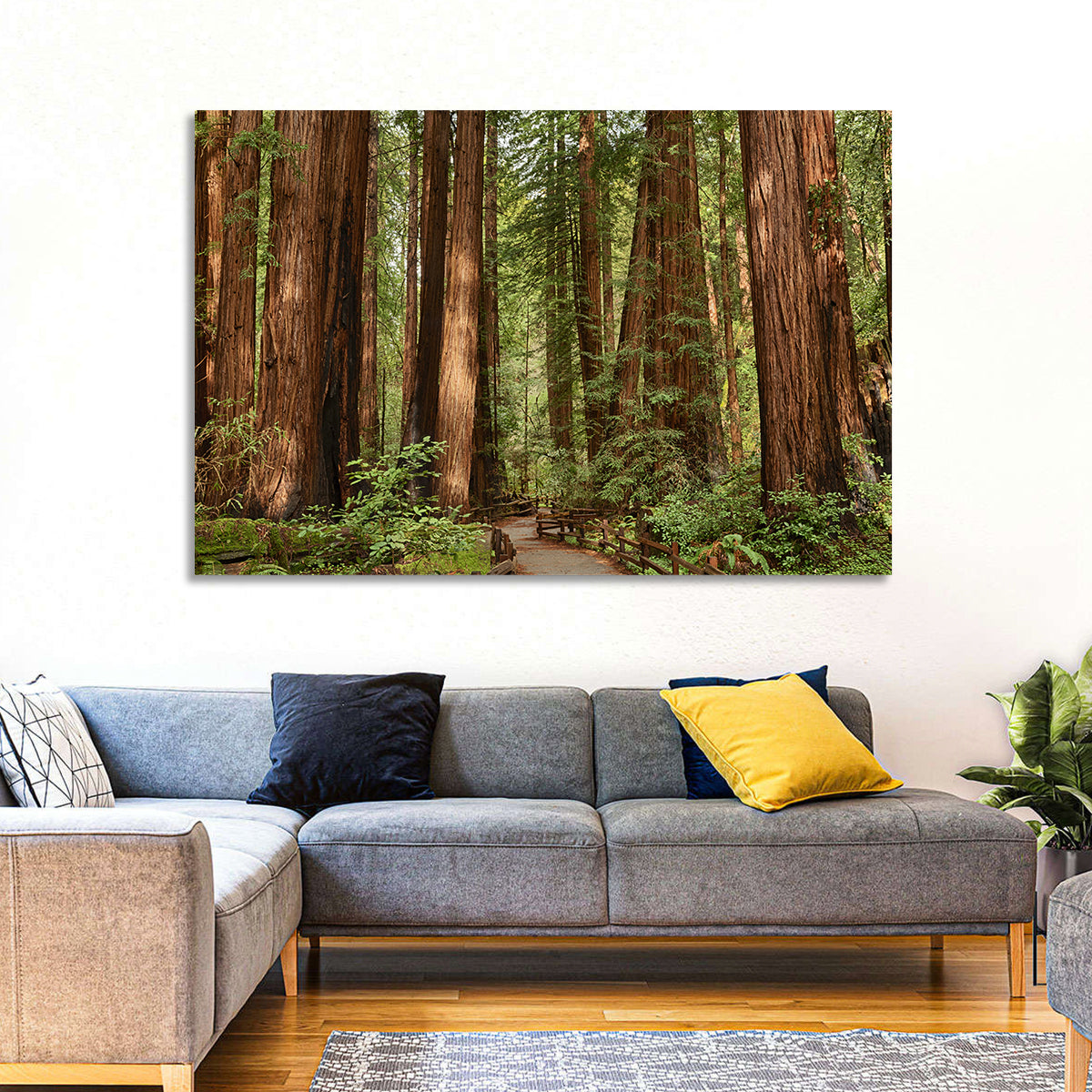 Muir Woods Redwood Trail Wall Art