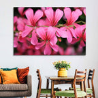 Pink Geranium Close Up Wall Art