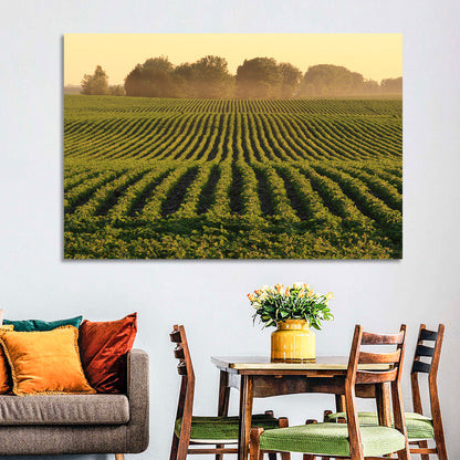 Misty Soybean Field at Dusk Wall Art