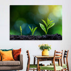 Seedling Growth Stages Wall Art