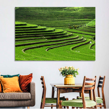 Lush Rice Terraces Wall Art