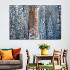 Winter Giant Sequoia in Snowy Forest Wall Art