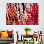 Autumn Birches with Crimson Maples Wall Art