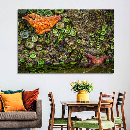 Orange Starfish Tide Pool Wall Art