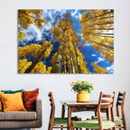 Golden Aspen Canopy View Wall Art