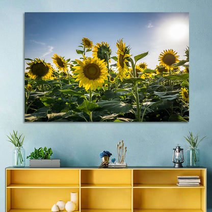 Backlit Sunflower Field Wall Art