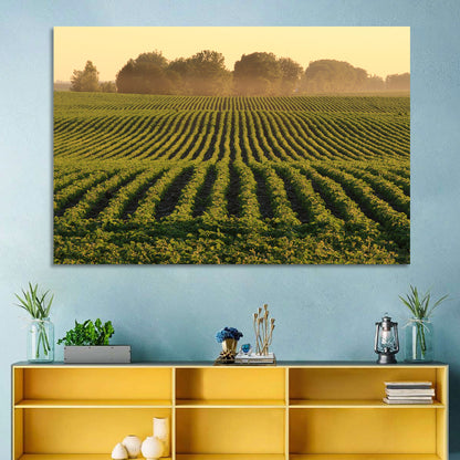 Misty Soybean Field at Dusk Wall Art