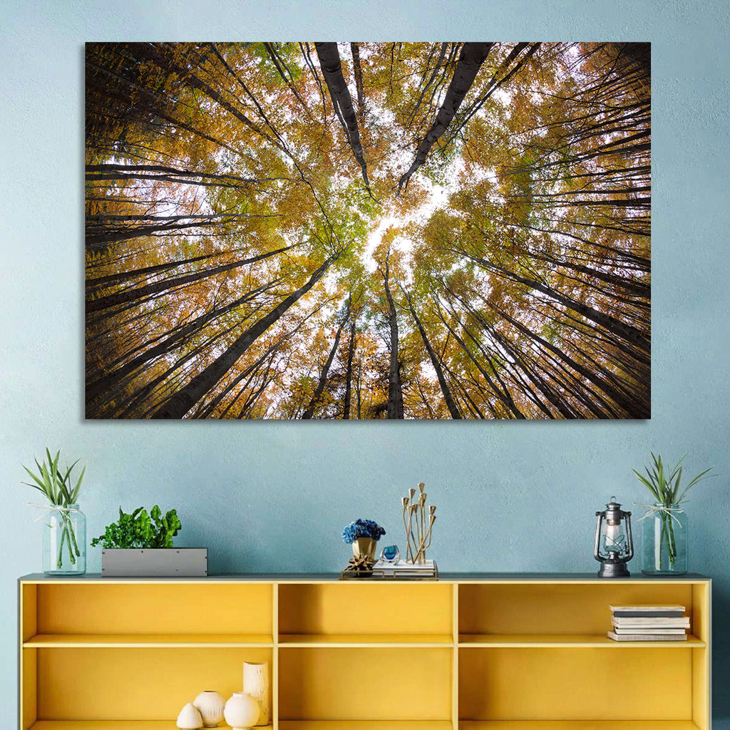 Autumn Forest Canopy Looking Up Wall Art