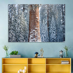 Winter Giant Sequoia in Snowy Forest Wall Art