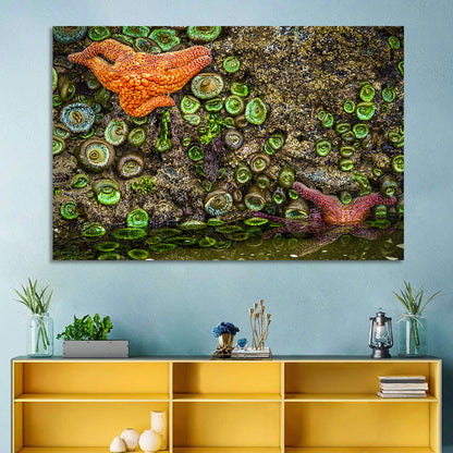 Orange Starfish Tide Pool Wall Art