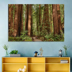 Muir Woods Redwood Trail Wall Art
