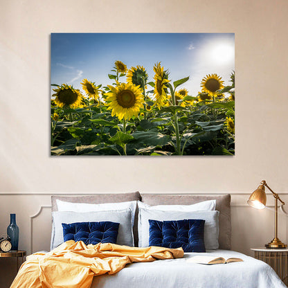 Backlit Sunflower Field Wall Art