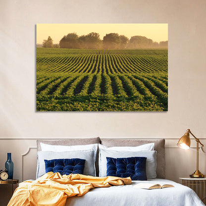 Misty Soybean Field at Dusk Wall Art