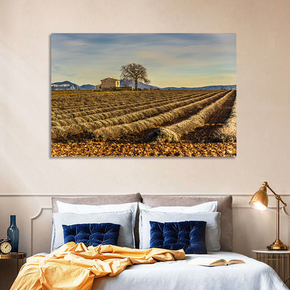 Rustic Provence Lavender Rows at Golden Hour Wall Art