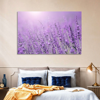 Sunlit Lavender Field Wall Art