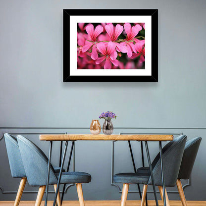 Pink Geranium Close Up Wall Art