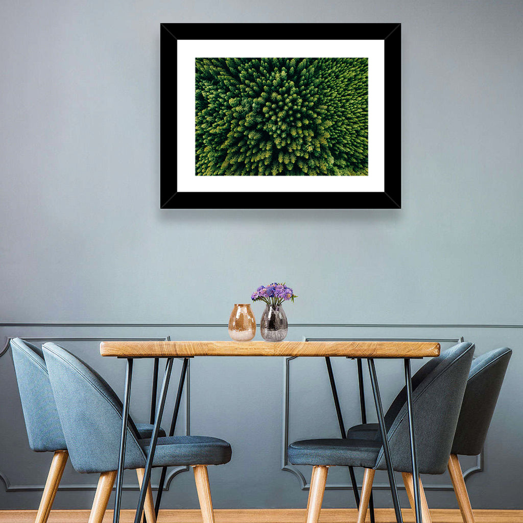 Aerial Conifer Canopy Wall Art
