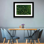 Aerial Conifer Canopy Wall Art