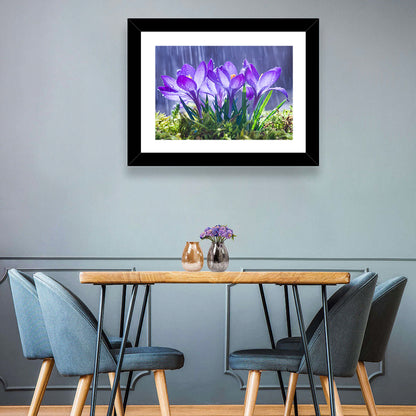 Rainy Purple Crocuses Wall Art
