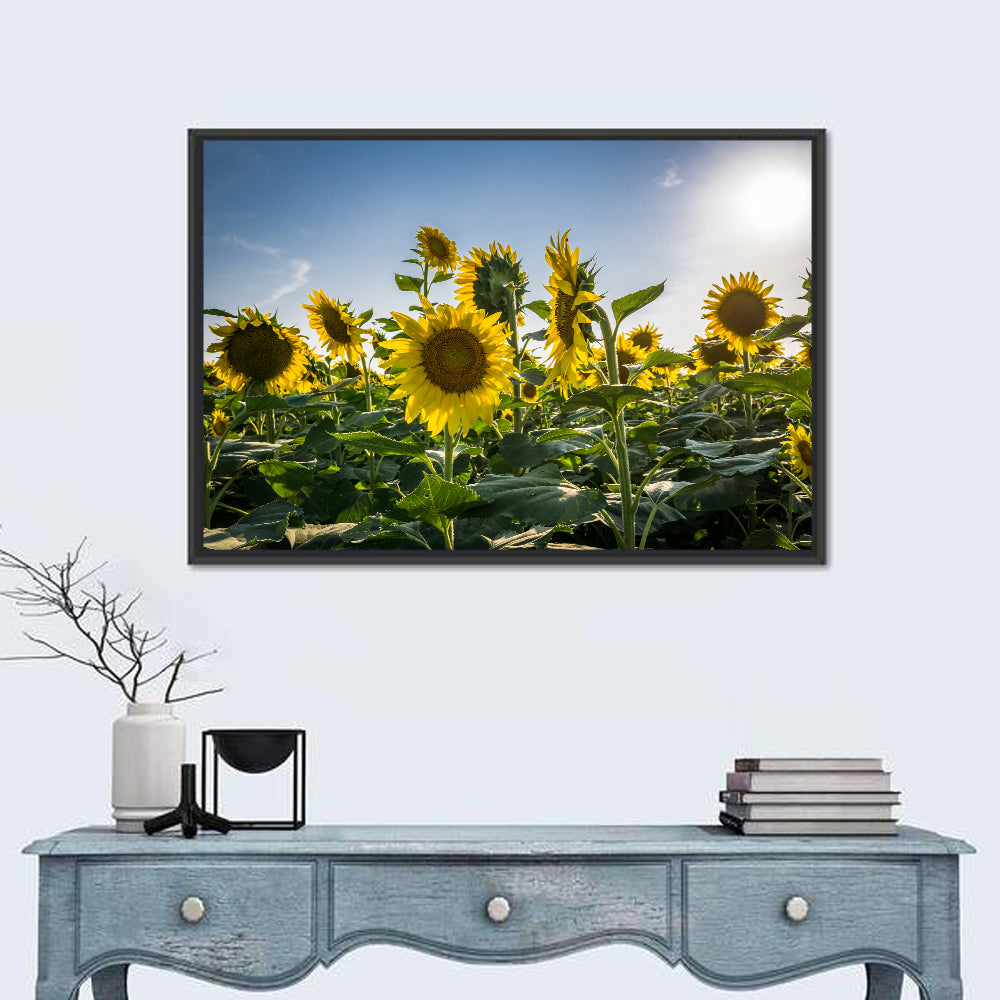 Backlit Sunflower Field Wall Art in a room, landscape