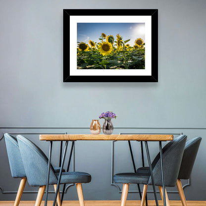 Backlit Sunflower Field Wall Art