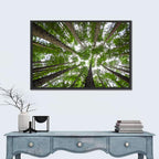 Redwood Forest Canopy Wall Art