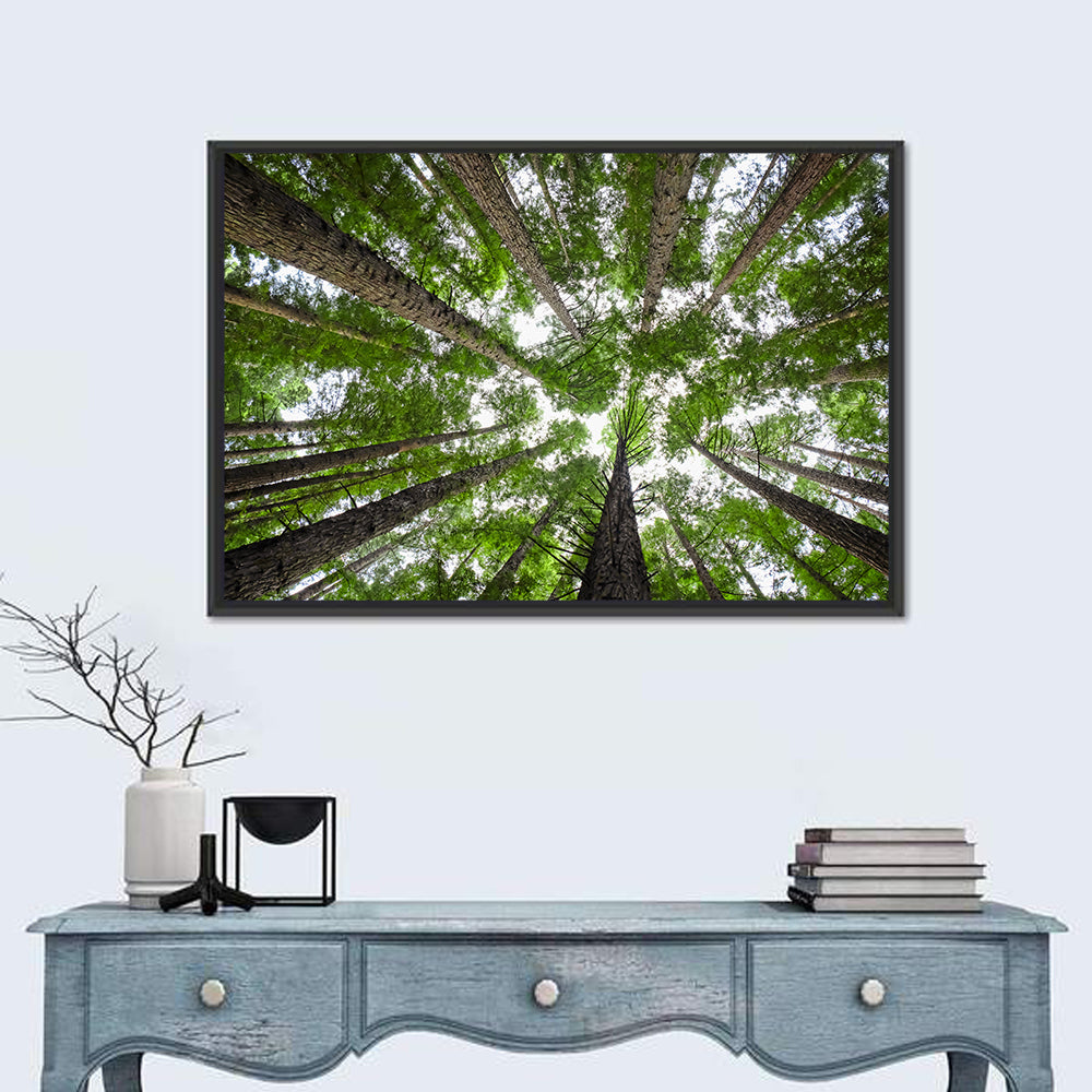 Redwood Forest Canopy Wall Art