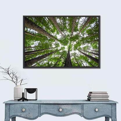Redwood Forest Canopy Wall Art