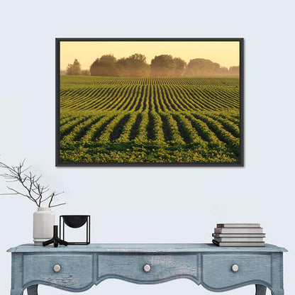 Misty Soybean Field at Dusk Wall Art