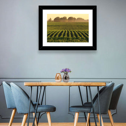 Misty Soybean Field at Dusk Wall Art
