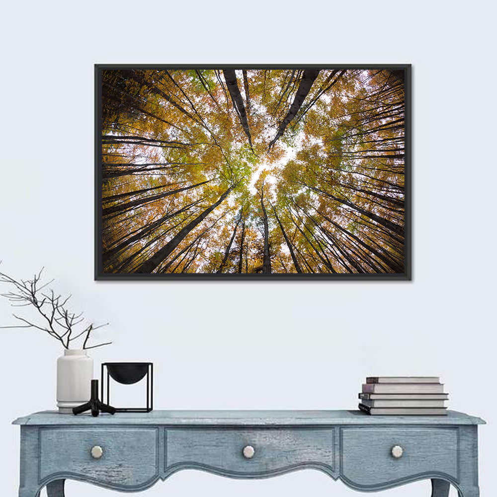 Autumn Forest Canopy Looking Up Wall Art in a room, landscape