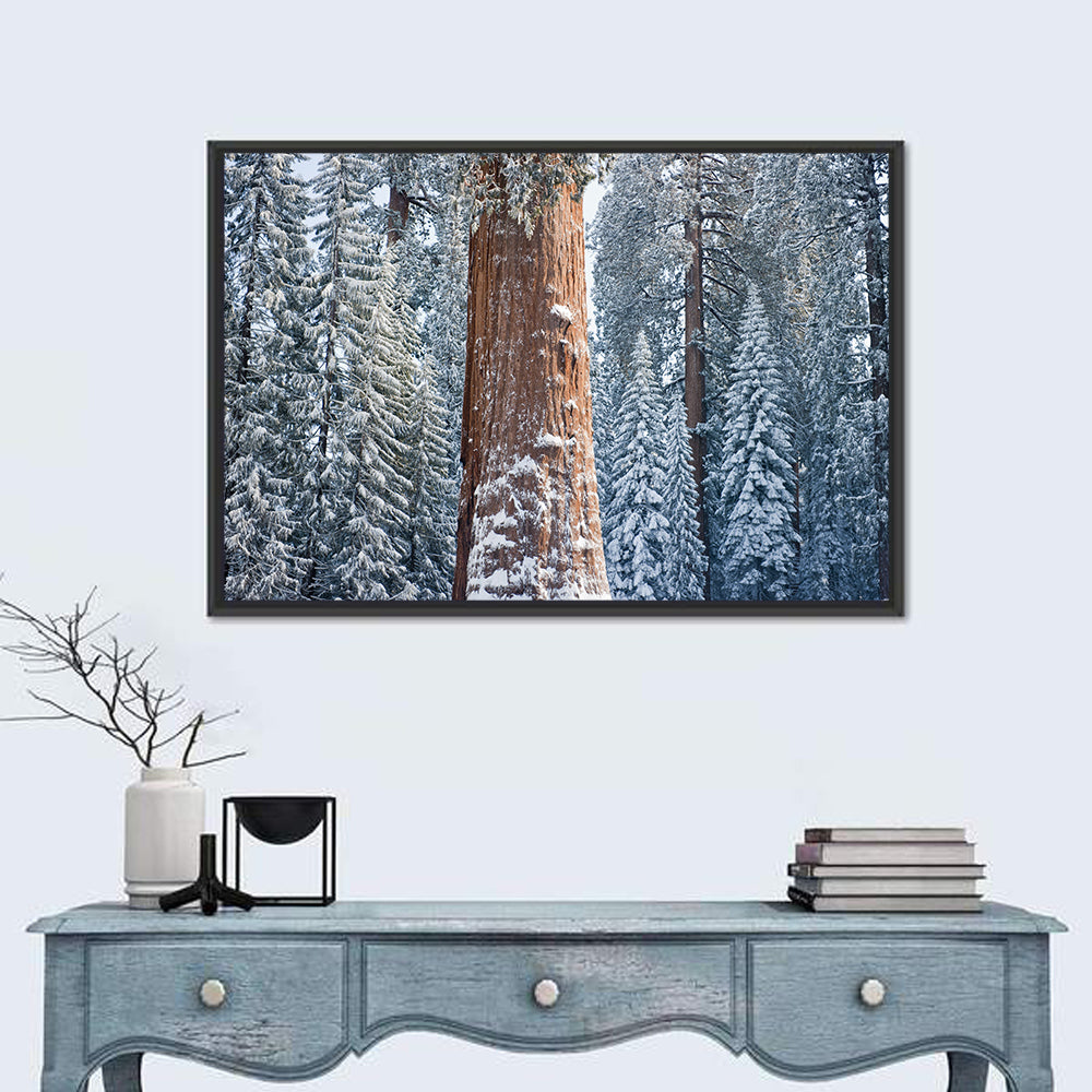Winter Giant Sequoia in Snowy Forest Wall Art in a room, landscape