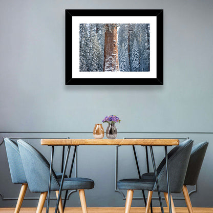 Winter Giant Sequoia in Snowy Forest Wall Art