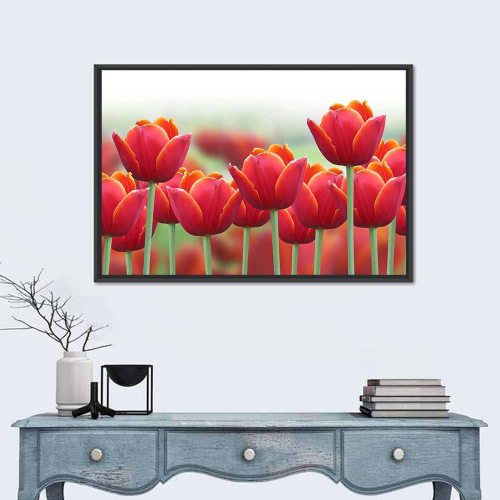 Red Tulips with Yellow Tips Wall Art