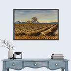 Rustic Provence Lavender Rows at Golden Hour Wall Art