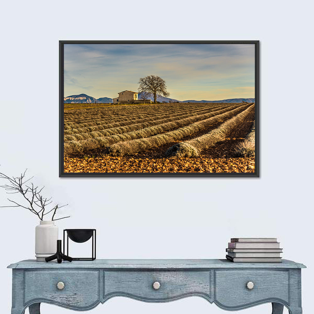 Rustic Provence Lavender Rows at Golden Hour Wall Art