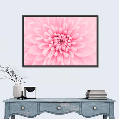 Pink Chrysanthemum Close-up Wall Art
