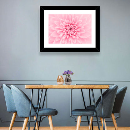 Pink Chrysanthemum Close-up Wall Art